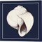 Coastal Shell with Border Navy by Avery Tillmon 14" x 14" Canvas Wall Art (Set of 2)